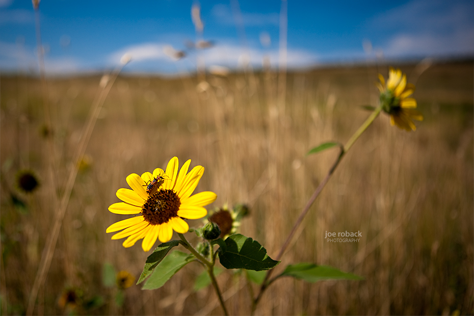 Colorado Sunflower
